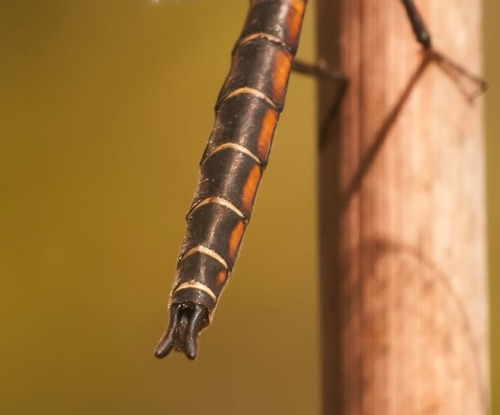 Male
2014_04_02_Wakulla_FL Male
2014_04_02_Wakulla_FL